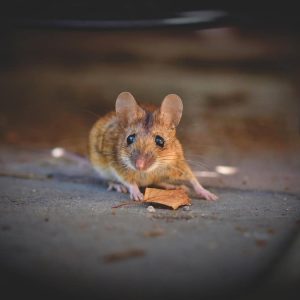 House Mouse