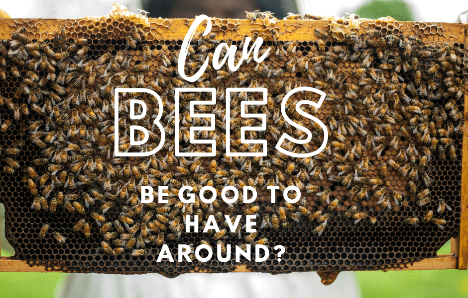 Can Bees Be Good