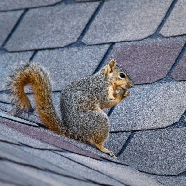 Squirrel Removal Montgomery County - PA Squirrel Control - Patriot Pest  Solutions