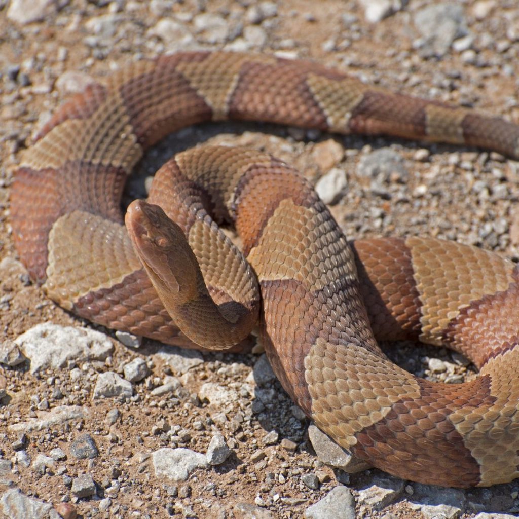 Eastern Hog-nosed Snake – Florida Snake ID Guide, snake play dead 