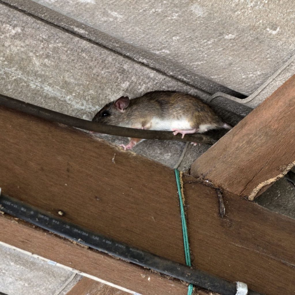 roof rat