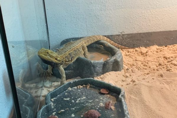 Bearded dragon adpoted