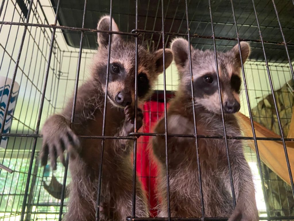 Brother and sister raccoon babies removed from an old truck