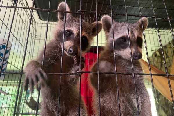 Brother and sister raccoon babies removed from an old truck