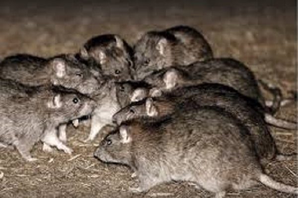 Bunch of rats