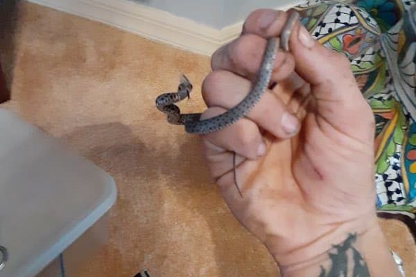 Holding tiny snake