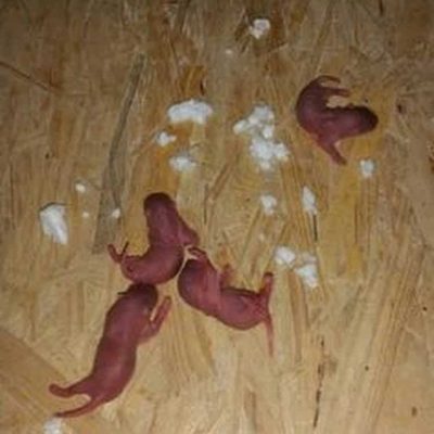 Newborn rats in attic