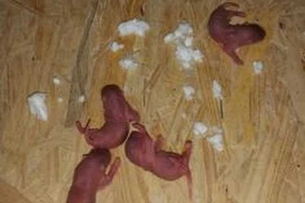 Newborn rats in attic
