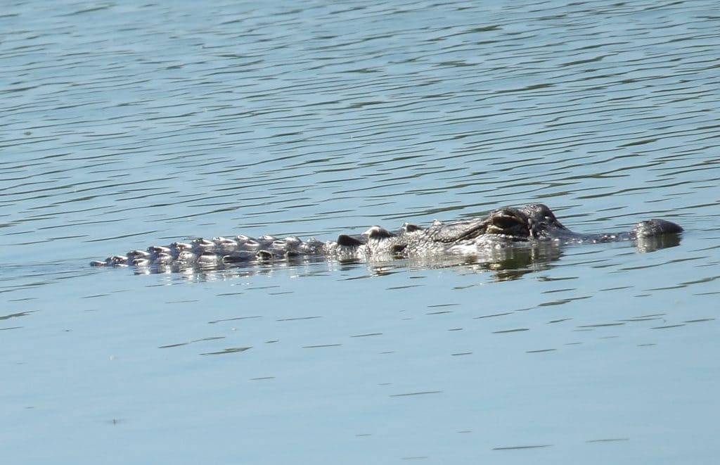 One of three alligators removed from golf course