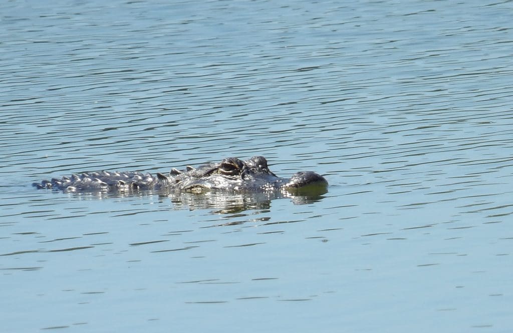 One of three alligators removed from golf course