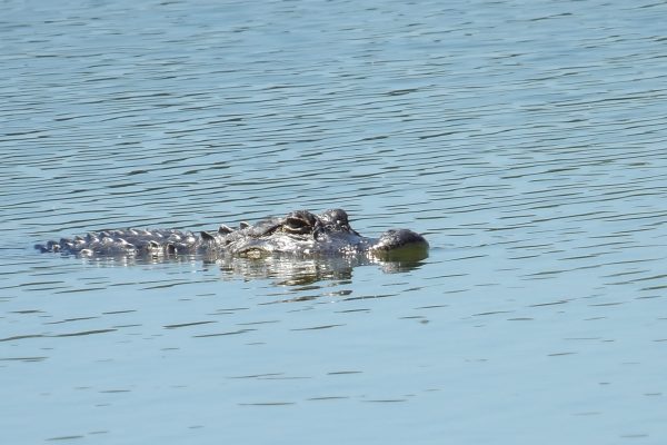 One of three alligators removed from golf course