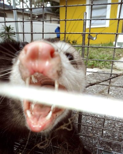 Opossum removal