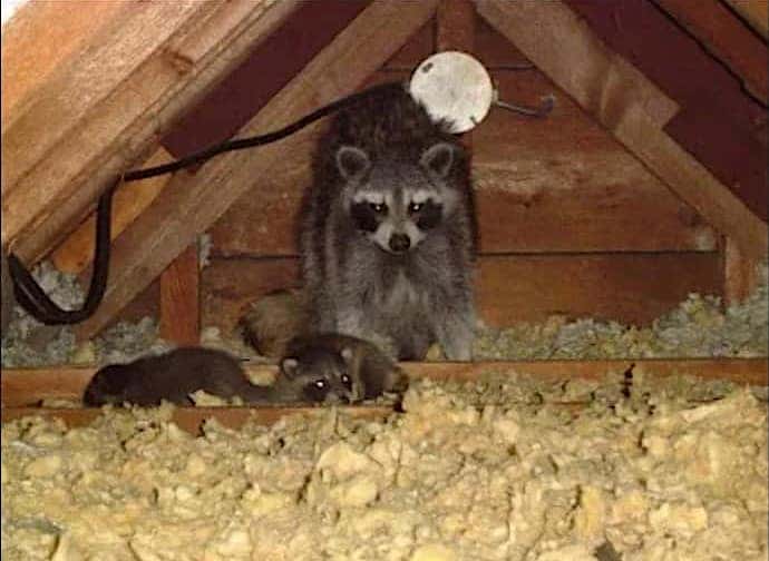 Raccoon family in attic