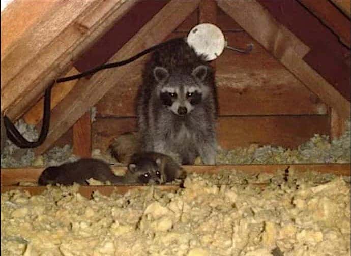 Professional Raccoon Trapping - Critter Control - Raccoon Trapping for Home