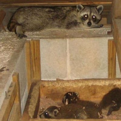 Raccoon family in attic