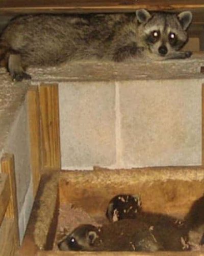 Raccoon family in attic