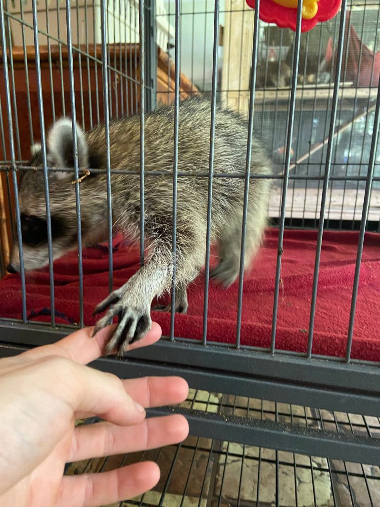 Raccoon high five at rehab center