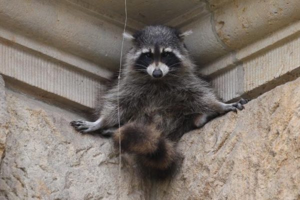 Raccoon outside of attic