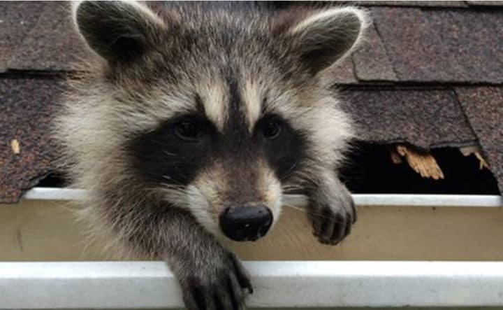 Raccoon roof damage