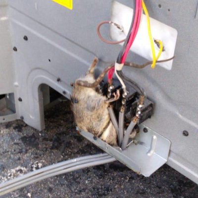 Rat stuck in appliance fire hazard