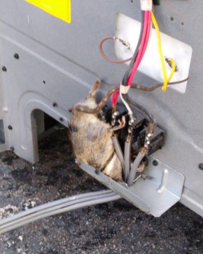 Rat stuck in appliance fire hazard