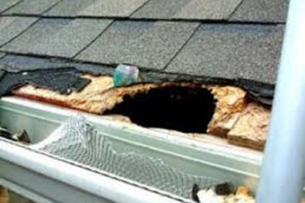 Rodent roof damage