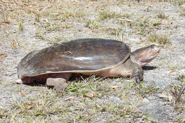 Softshell turtle relocate