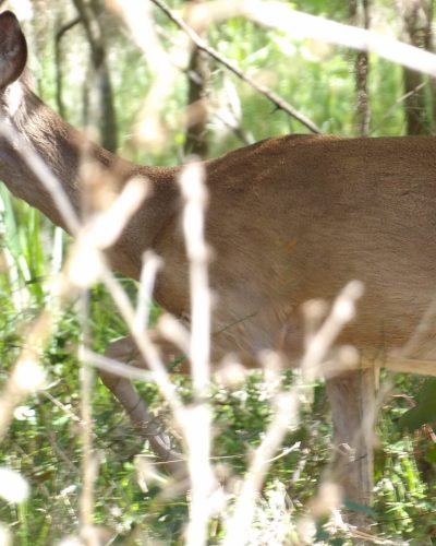 Whitetail deer near hog traps
