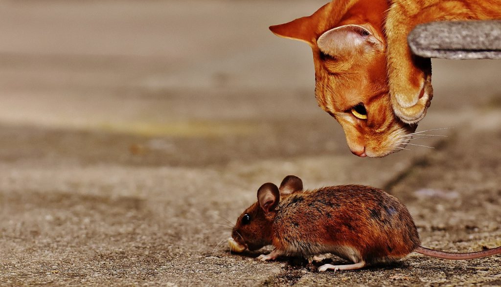 How To Prevent Mice From Getting In Your Garage & Shed