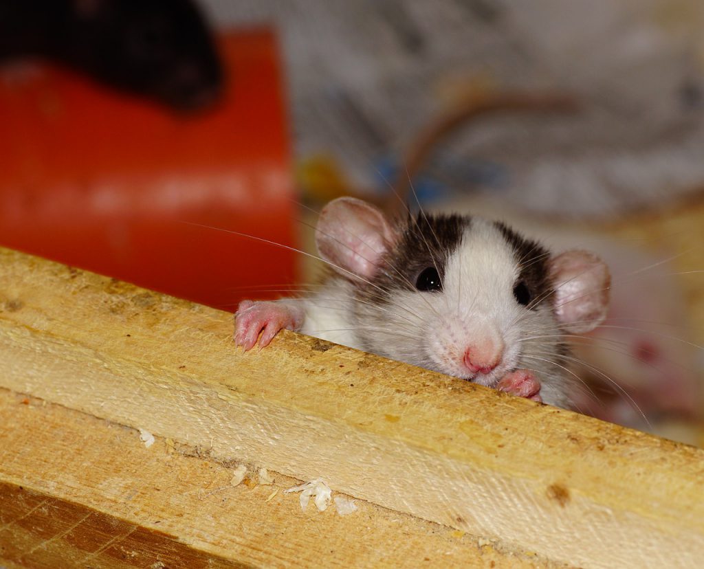 rats in crawl space under house - nutleyphotography