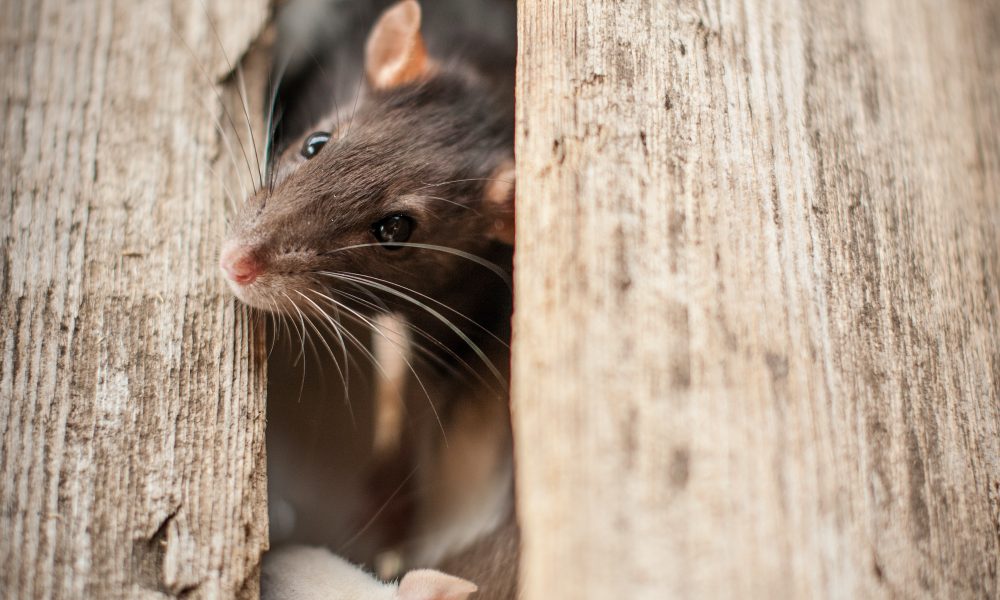 Rat Control And Removal: What You Need To Know