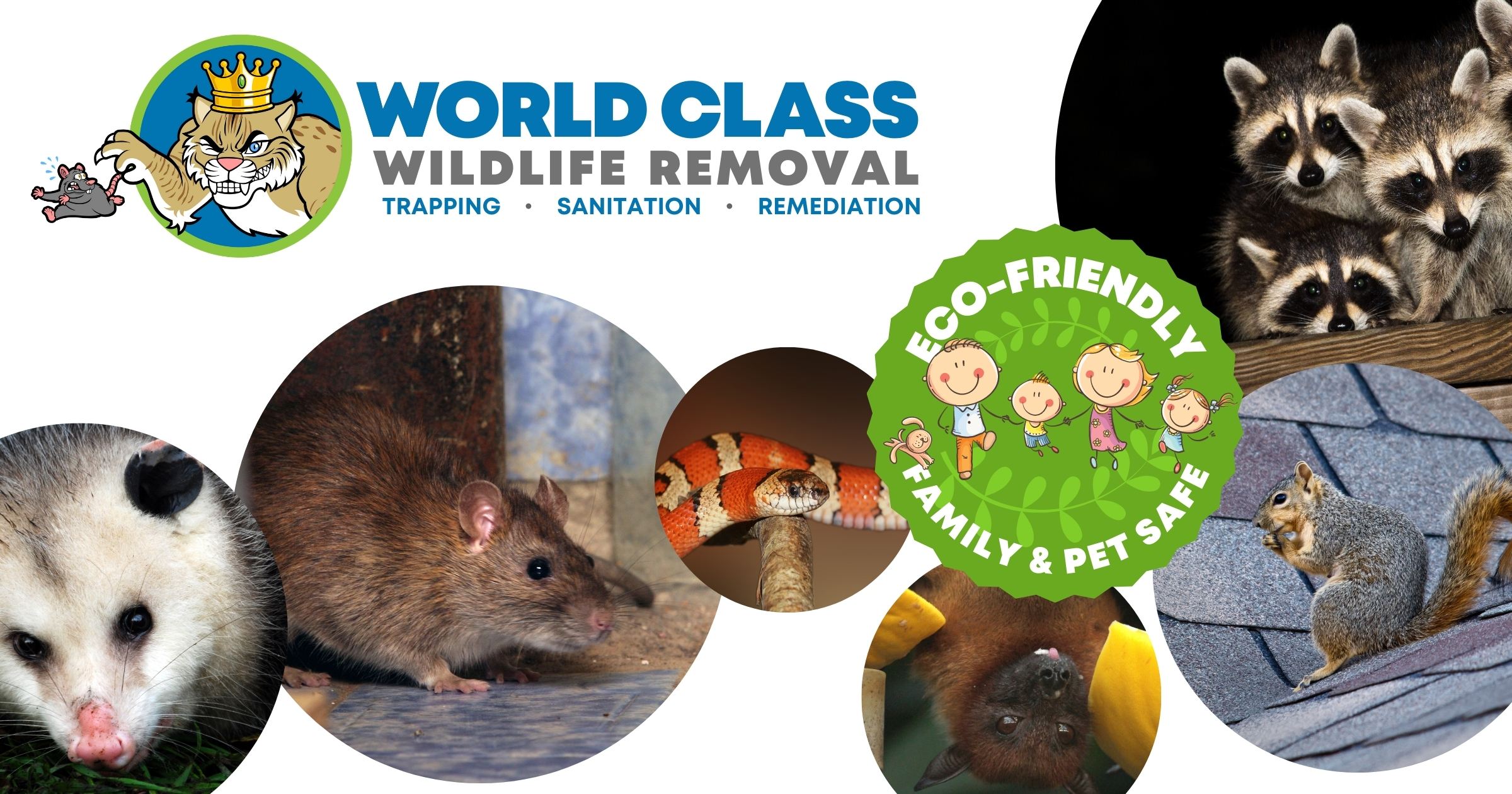 Professional Wildlife Removal Tampa - Pro Wildlife Removal