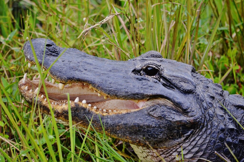 Florida's Wildlife- Alligator