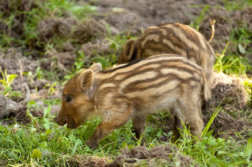 feral hogs babies