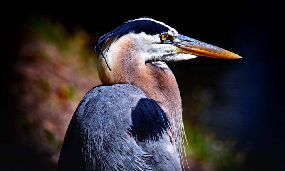 Florida's Wildlife