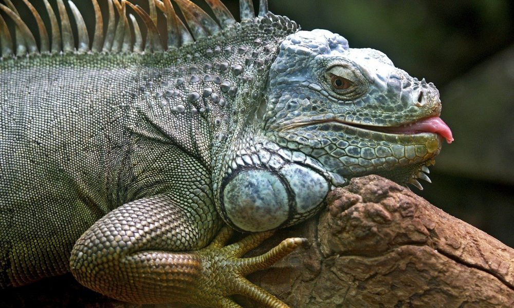 green iguanas