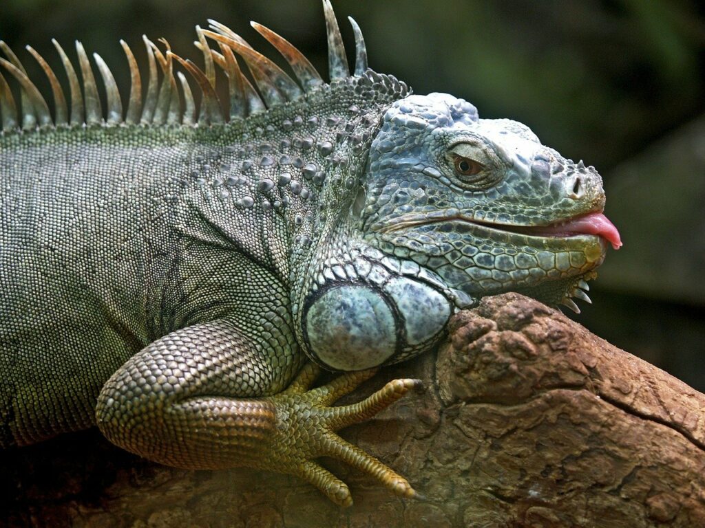 green iguanas