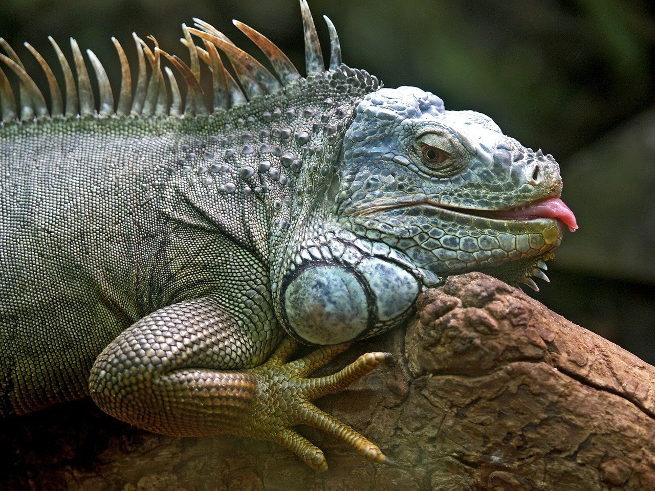 pet iguana