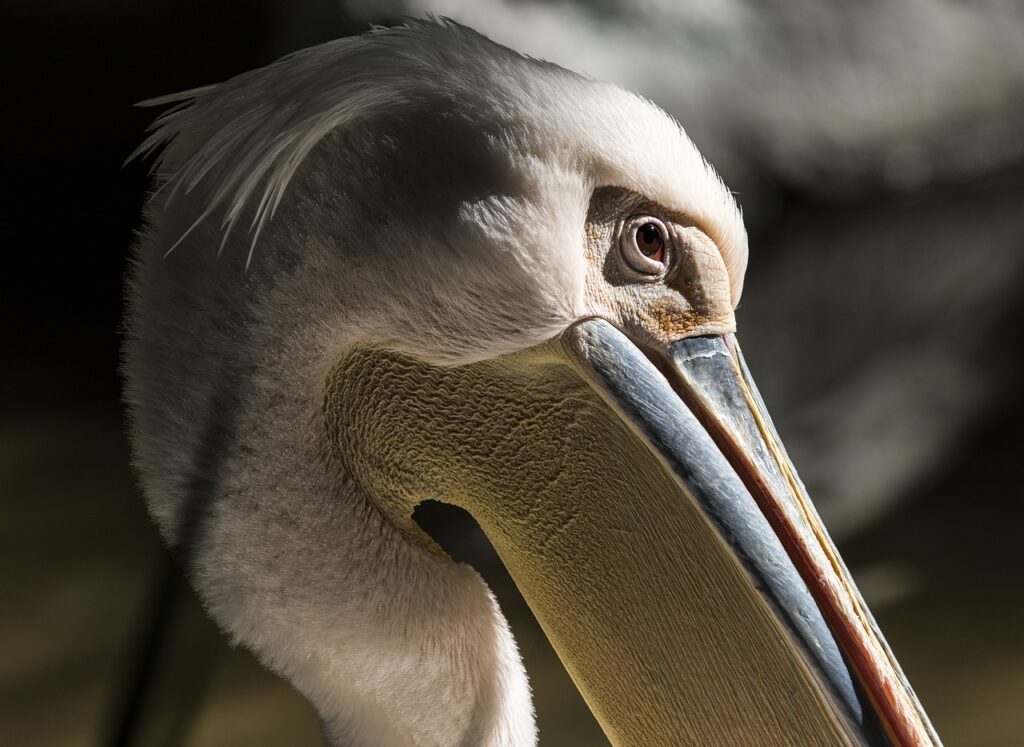 Florida's Wildlife