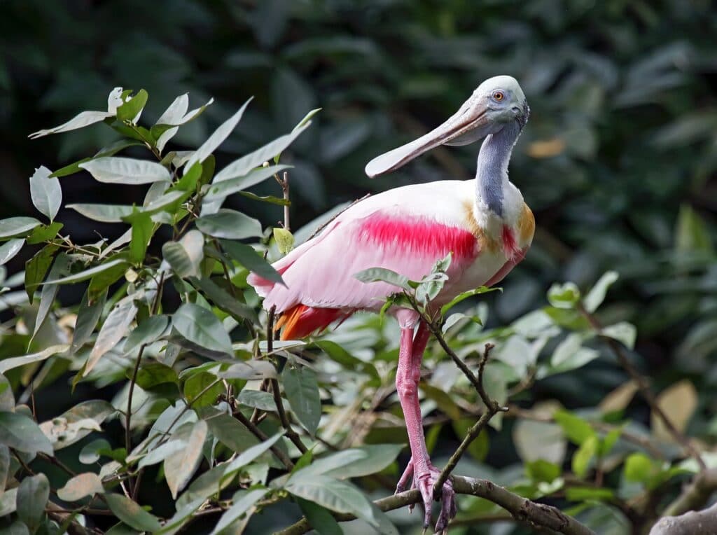 Florida's Wildlife Roseate Spoonbill