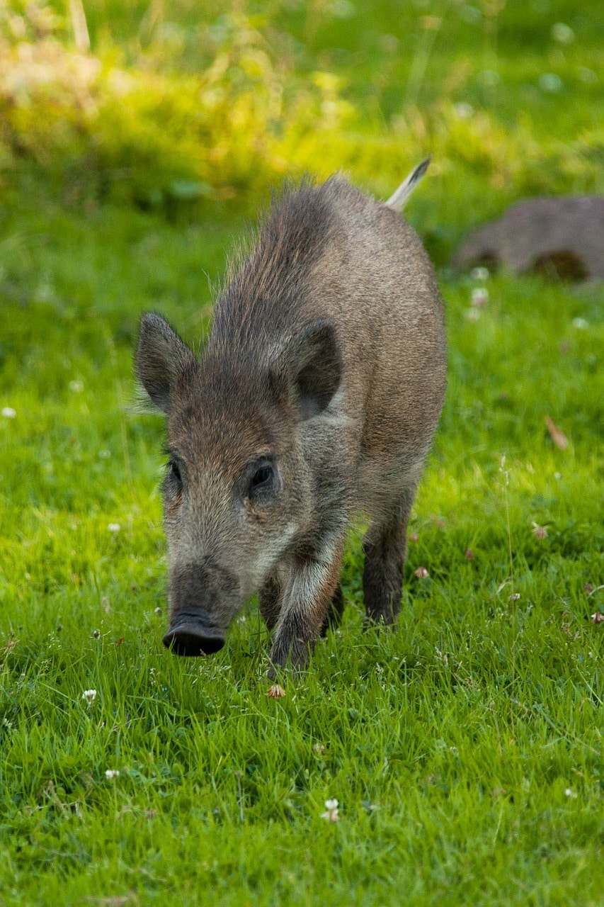 wild hogs animal