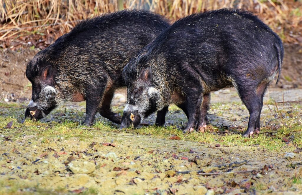 Feral Hogs