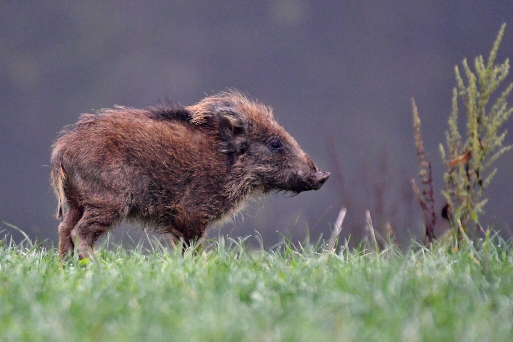 feral hog