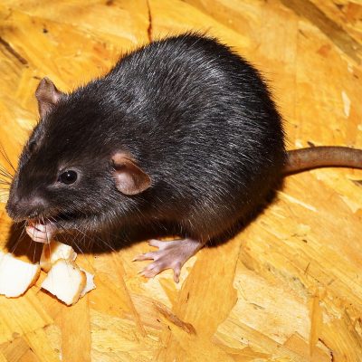 Are Rats Dangerous? - World Class Wildlife Removal Services