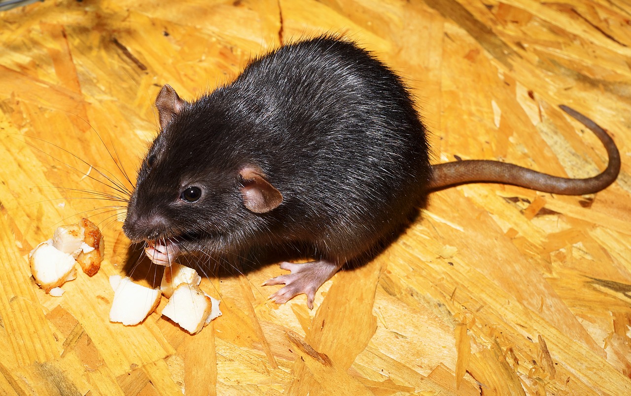 How To Get Rid Of Roof Rats Quickly, Easily & Humanely