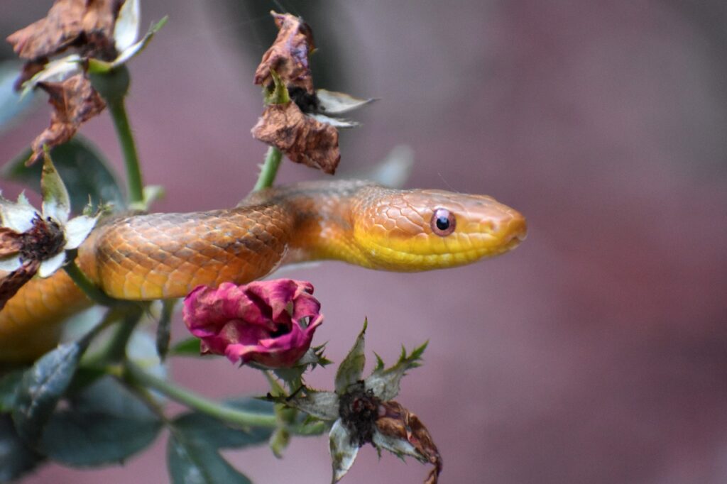 snakes in the garden