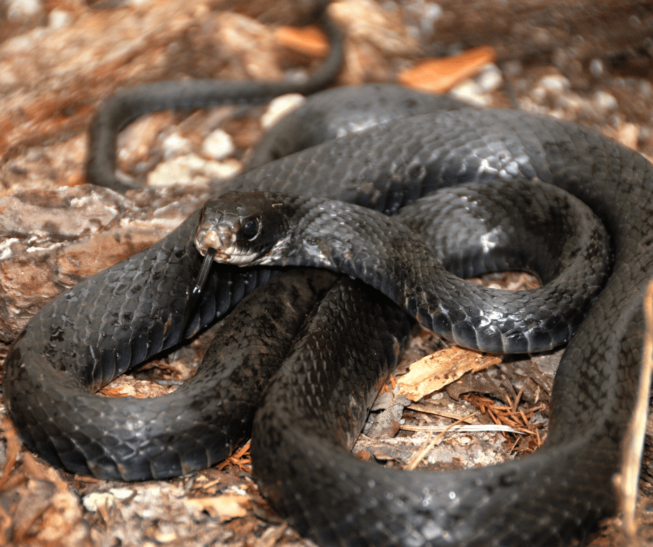 black racer snake