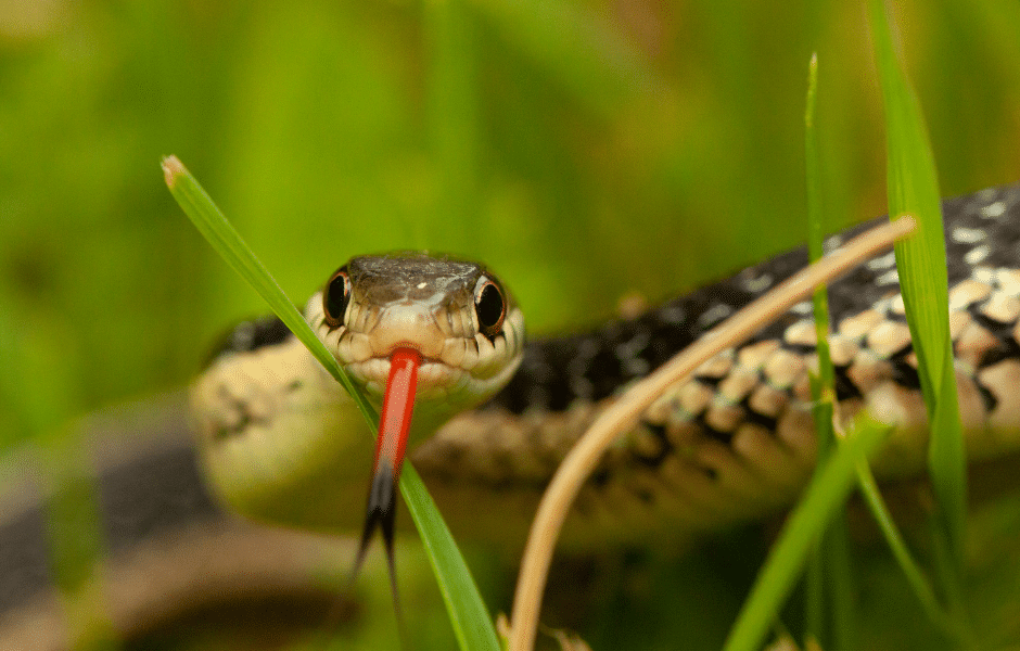 snakes in the garden