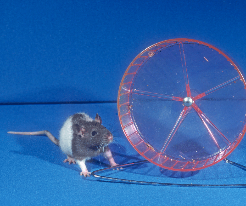 rat as a pet