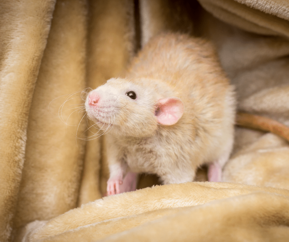 rat as a pet